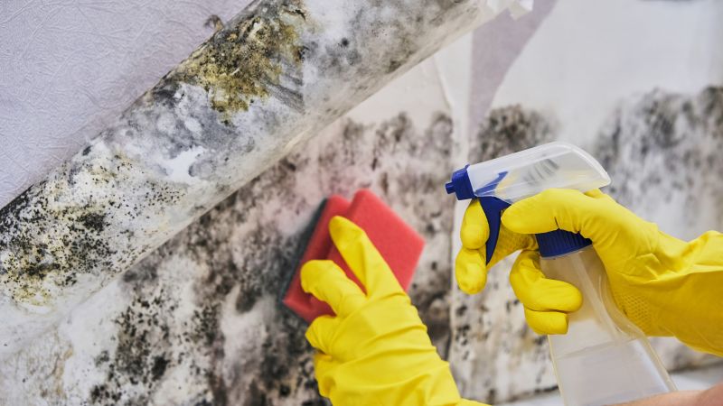 Mold Remediation Service